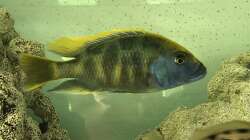 Besatz im Aquarium Malawi