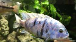 Besatz im Aquarium Malawi