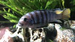 Besatz im Aquarium Malawi