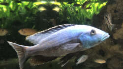 Besatz im Aquarium Malawi