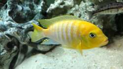 Besatz im Aquarium Malawi