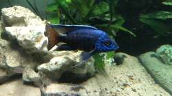 Besatz im Aquarium Malawi