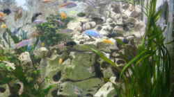 Dekoration im Aquarium Becken 1388