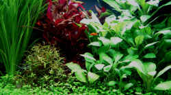 Aquarium Pflanzenbecken