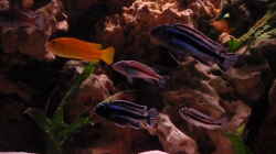 Besatz im Aquarium Malawi Becken 450