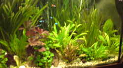 Pflanzen im Aquarium Becken 13906  Nur noch als Beispiel!