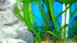 Pflanzen im Aquarium Becken 13967
