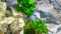 Pflanzen im Aquarium Becken 13967