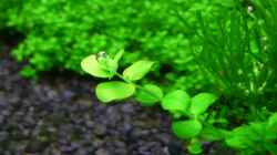 Micranthemum umbrosum - Perlenkraut
