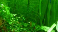 Vesicularia dubyana - Javamoos