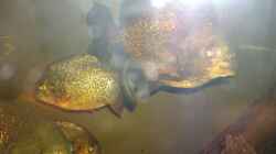 Besatz im Aquarium 480L Piranha Naturbecken