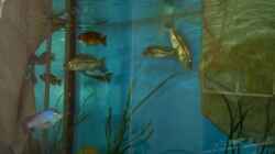Besatz im Aquarium Becken 14013