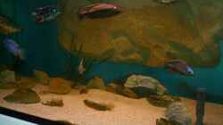 Aquarium Becken 14013