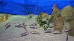 Ansicht mit Cyprichromis und Flavipinnis