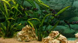 Pflanzen im Aquarium Becken 1405