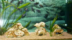 Dekoration im Aquarium Becken 1405