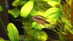 Purpurprachtbarsch mänchen