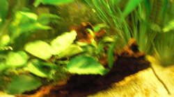 große Moorkienwurzel