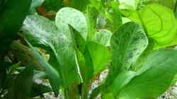 Echinodorus ’Ozelot Grün’
