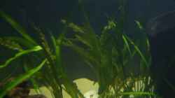 Pflanzen im Aquarium Piranha Becken
