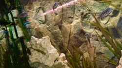 Besatz im Aquarium Becken 14104