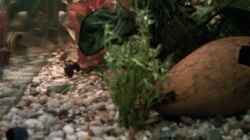 Feiner Sumatrafarn jungpflanze,im Hintergrund rotes Papageienblatt