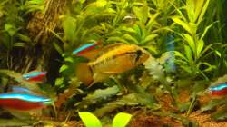 Besatz im Aquarium Juwel Delta 100