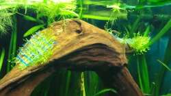 Riccia auf Wurzel aufgebunden