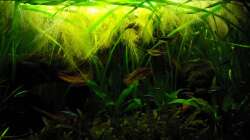 Besatz im Aquarium Juwel Delta 100