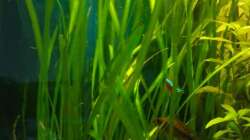 Vallisneria spiralis 