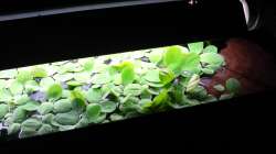 Pflanzen im Aquarium Juwel Delta 100