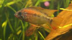 Besatz im Aquarium Juwel Delta 100