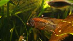 Besatz im Aquarium Juwel Delta 100