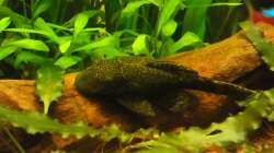 Besatz im Aquarium Juwel Delta 100