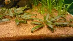 Wendt`s Wasserkelch braun