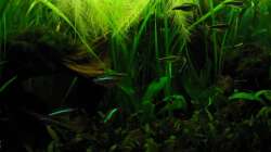 Besatz im Aquarium Juwel Delta 100