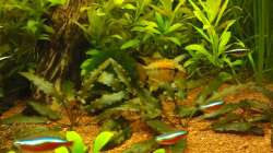 Besatz im Aquarium Juwel Delta 100