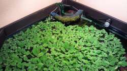 Pflanzen im Aquarium Juwel Delta 100