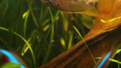 Besatz im Aquarium Juwel Delta 100