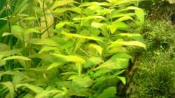 Indischer Wasserfreund (nicht mehr im Becken)