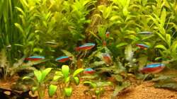Besatz im Aquarium Juwel Delta 100