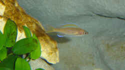 Einer meiner 6 Paracyprichromis