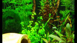 Pflanzen im Aquarium Nano Cube30