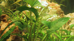 Pflanzen im Aquarium Becken 143