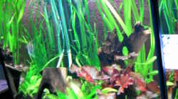 Pflanzen im Aquarium Becken 14329