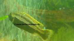 Melanochromis Auratus - Bock