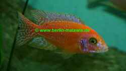 Aulonocara Firefish - Bock