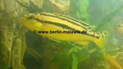 Melanochromis Auratus - Weib