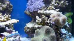 Aquarium Becken 14382
