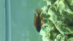 Besatz im Aquarium Neues Malawi-Becken